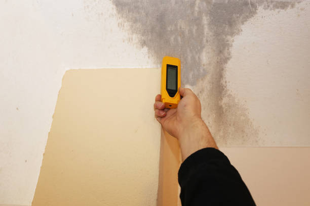 Best Attic Mold Removal  in Hanahan, SC