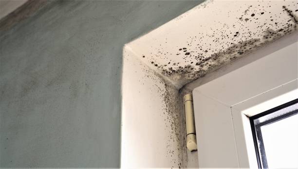 Best Black Mold Removal  in Hanahan, SC