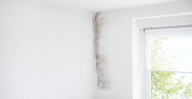 Best Airborne Mold Testing  in Hanahan, SC