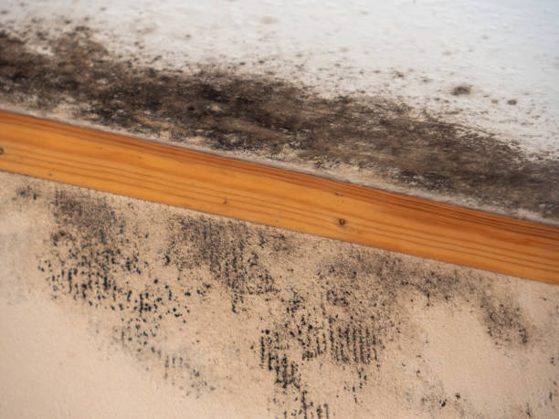Best Attic Mold Removal  in Hanahan, SC