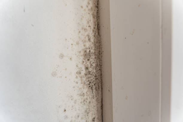 Professional Mold Removal in Hanahan, SC